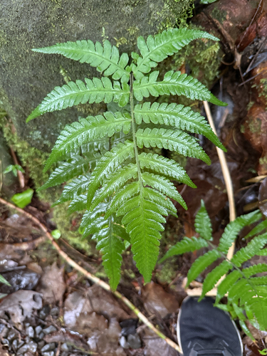 Deparia petersenii observed 2026-06-06