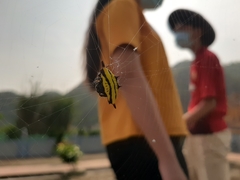 Gasteracantha diadesmia