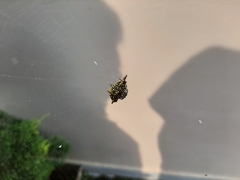 Gasteracantha diadesmia