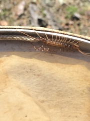 Scutigera coleoptrata
