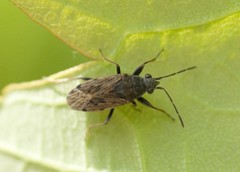 Peritrechus gracilicornis