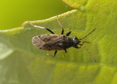 Peritrechus gracilicornis