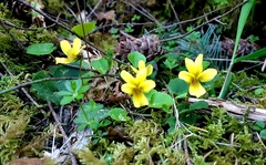 Viola sempervirens