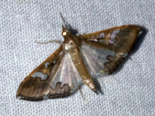 Mung Bean Moth