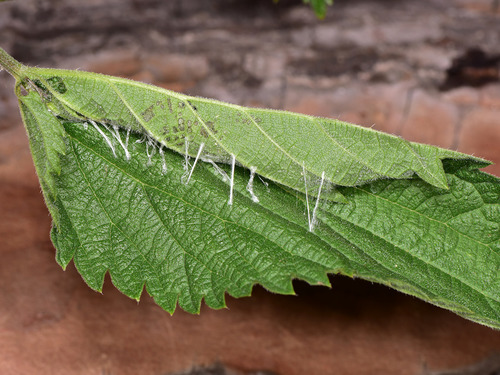 Common Nettle-tap