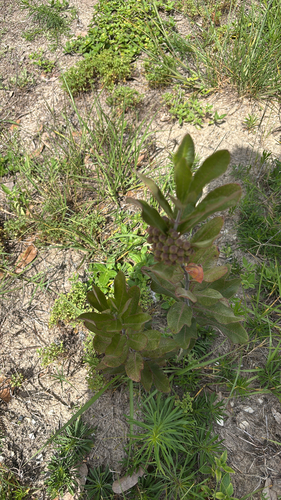 velvet-leaf milkweed