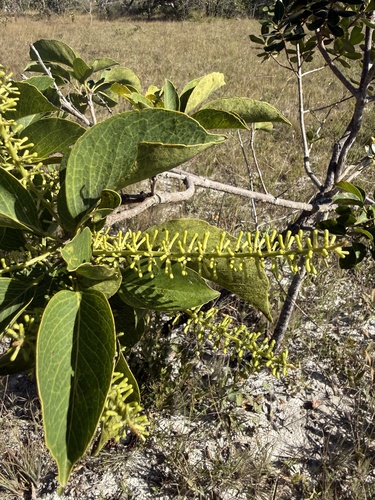 Roupala montana, photograph 3