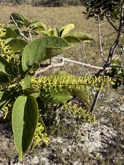 Roupala montana, photograph (c) Suzana Ehlin Martins, some rights reserved (CC BY-SA)