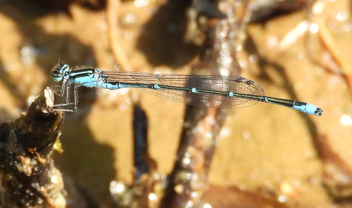 Fluss-Blauflügel-Libelle