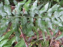 Asplenium lyallii