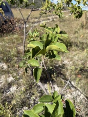 Roupala montana, photograph (c) Suzana Ehlin Martins, some rights reserved (CC BY-SA)