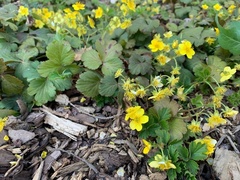 Waldsteinia fragarioides