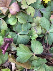 Waldsteinia fragarioides