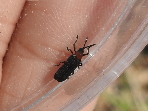 Chalepus bicolor photo 3