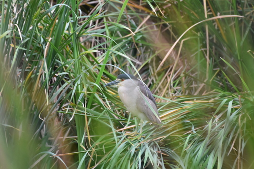 iNaturalist: (c) Diego Balbuena, some rights reserved (CC BY-NC), uploaded by Diego Balbuena iNaturalist image