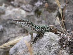 Podarcis siculus caporiaccoi