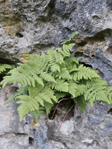 limestone oak fern