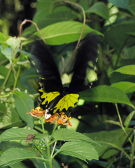 Troides helena cerberus