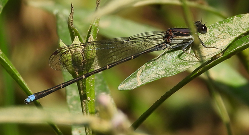 Blue-tipped Dancer