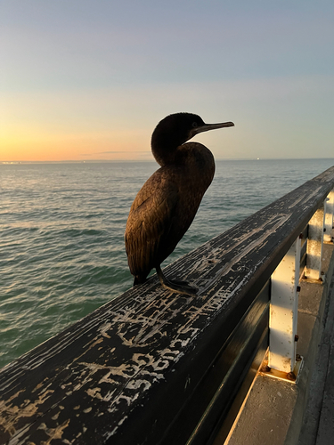 iNaturalist: (c) lukelongbottom, some rights reserved (CC BY-NC) iNaturalist image