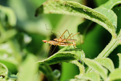 Micropeza angustipennis