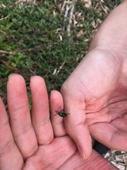 Platycorynus sauteri