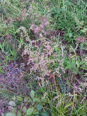 Stenanthium gramineum