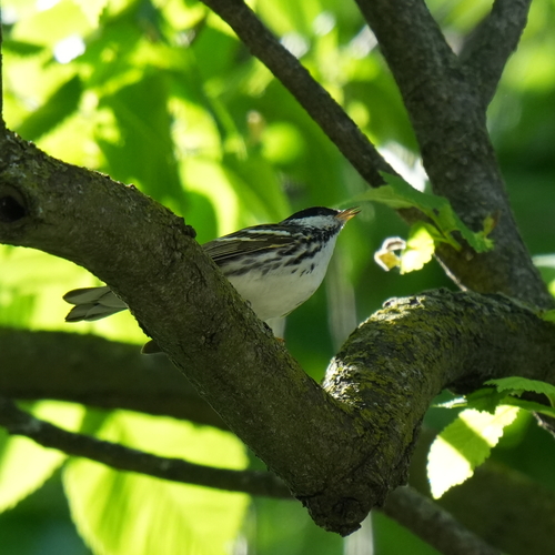 Blackpoll Warbler