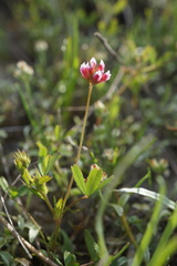 Trifolium bifidum