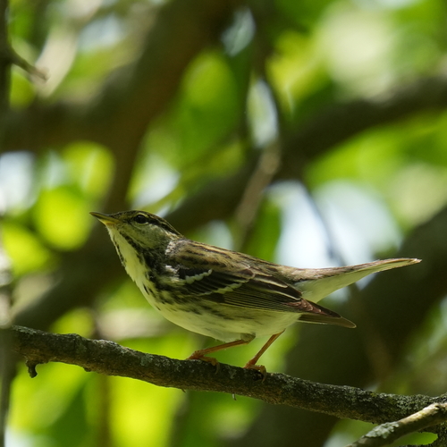 Blackpoll Warbler