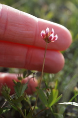 Trifolium bifidum