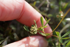 Trifolium bifidum
