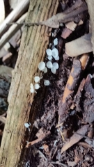 Hemimycena subtilis