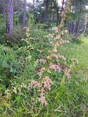 Stenanthium gramineum