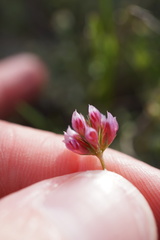 Trifolium bifidum