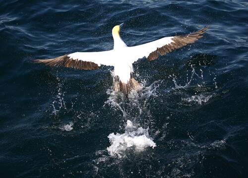 iNaturalist image