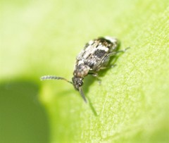 Bruchidius bimaculatus