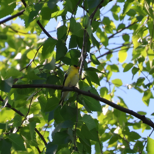American Goldfinch