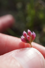 Trifolium bifidum