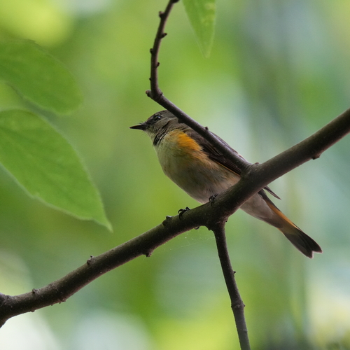 American Redstart