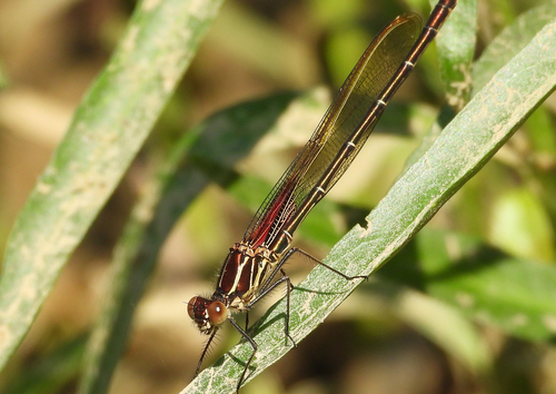 American Rubyspot