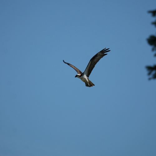 Osprey