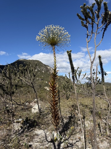 Paepalanthus chiquitensis, photograph 6