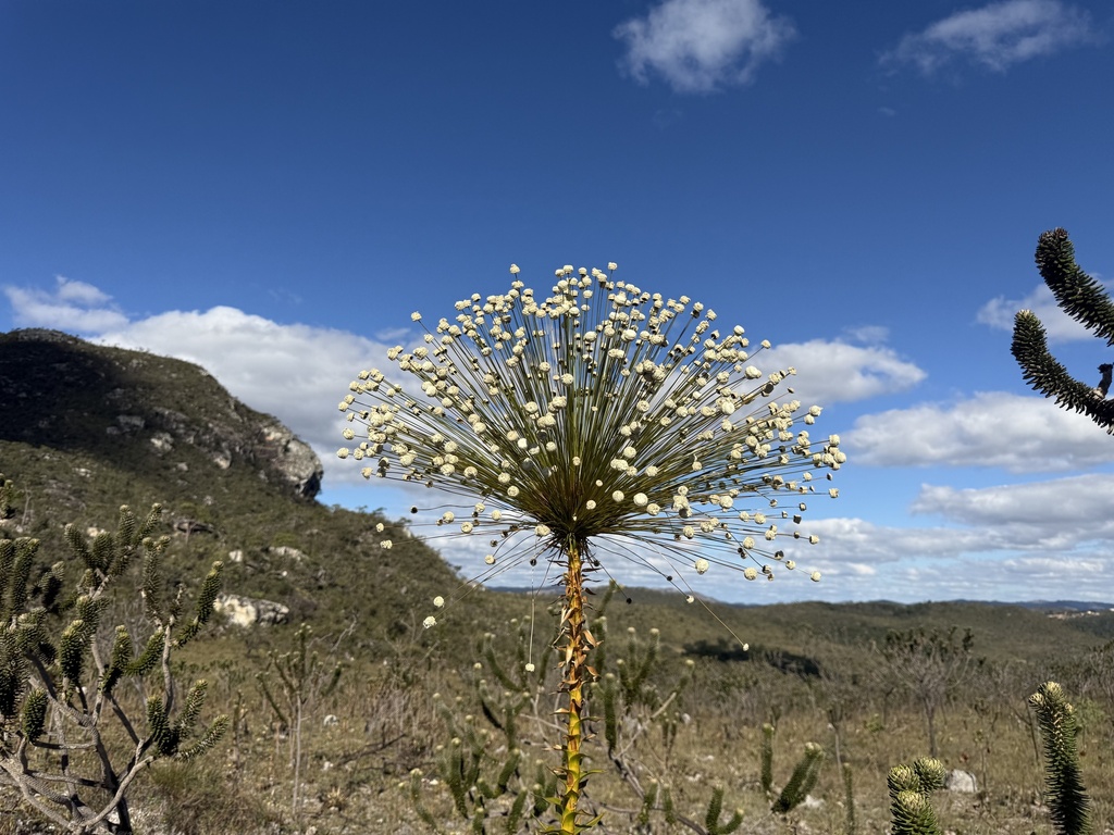 Paepalanthus chiquitensis; photograph (c) Suzana Ehlin Martins, some rights reserved (CC BY-SA)