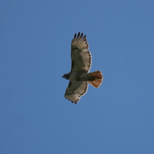 Red-tailed Hawk