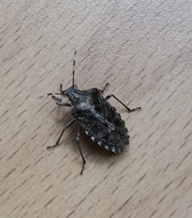 Rhaphigaster nebulosa