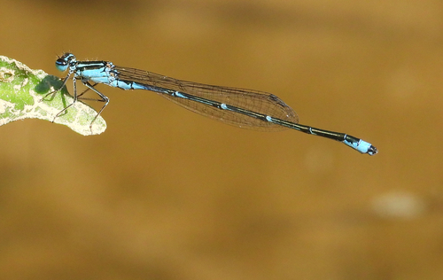 Fluss-Blauflügel-Libelle