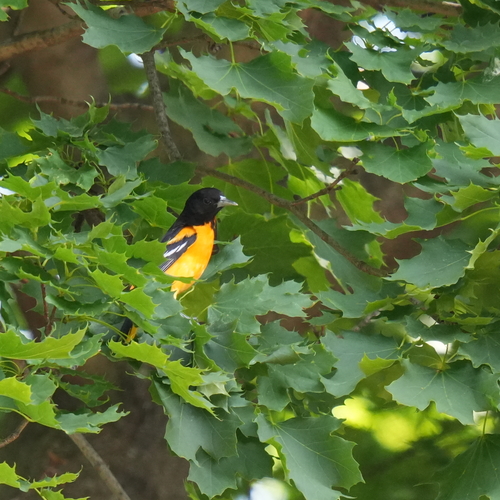 Baltimore Oriole