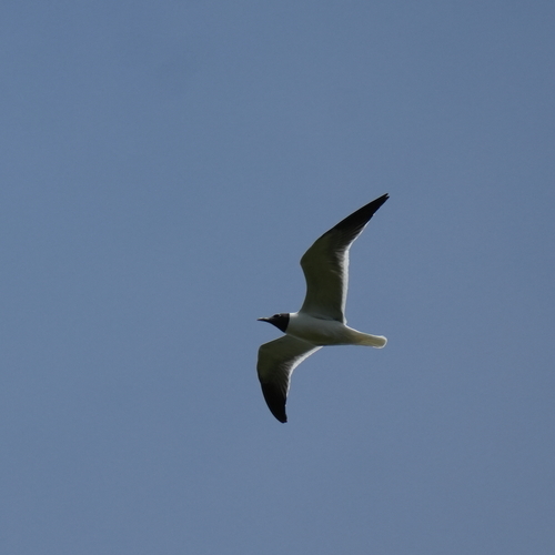 Laughing Gull
