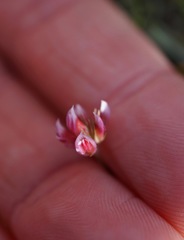 Trifolium bifidum decipiens
